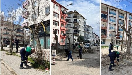Ağaç Budama Çalışmaları Sürüyor