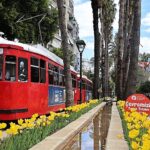 Baharın müjdecisi laleler Antalya sokaklarını renklendirdi