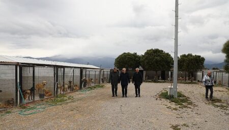 Başkan Ertaş’tan sokak hayvanlarına ilişkin açıklama