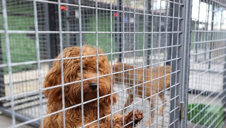 Buca’nın can dostlarına “beş yıldızlı” bakım