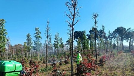 Fidanlara koruyucu müdahale