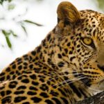 ‘Kalahari: Afrika’nın Gizli Çölü’,   19 Nisan Pazar 20.00’de   National Geographic WILD Ekranlarında İzleyicilerle Buluşuyor!