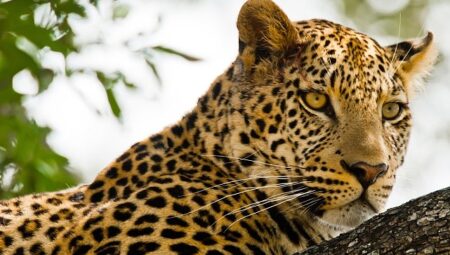 ‘Kalahari: Afrika’nın Gizli Çölü’,   19 Nisan Pazar 20.00’de   National Geographic WILD Ekranlarında İzleyicilerle Buluşuyor!