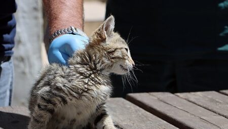 Maltepe’de “can dostlar” güvende