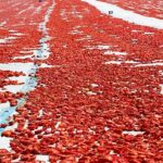 Meyve sebze mamulleri ihracatında aslan payı Ege Bölgesi’nin
