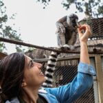 Antalya Doğal Yaşam Parkı’nda yavru lemur sevinci
