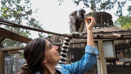 Antalya Doğal Yaşam Parkı’nda yavru lemur sevinci