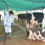 Büyükşehir’den kurban satış alanlarında ilaçlama