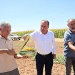 Çumra’nın Sarı İçli “Tatar Karpuzu” Yeniden Gündemde