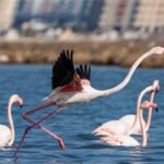 Flamingo Yolu turları bayramda da devam ediyor