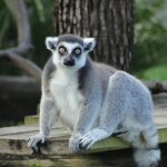 İki Bölümden Oluşan ‘Tampa’nın Sırları Özel’,   4 Mayıs Pazartesi Saat 20.00’de  National Geographic WILD Ekranlarında İzleyicilerle Buluşuyor!