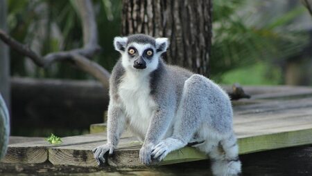İki Bölümden Oluşan ‘Tampa’nın Sırları Özel’,   4 Mayıs Pazartesi Saat 20.00’de  National Geographic WILD Ekranlarında İzleyicilerle Buluşuyor!