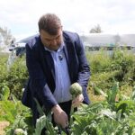 İlçenin önemli tarımsal üretim merkezlerinden Düzce Köyü’nde gerçekleşen hasada, Seferihisar Belediye Başkanı İsmail Yetişkin de katıldı.