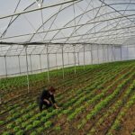 Kocaeli’de seracılık, Büyükşehir’le yaygınlaşıyor