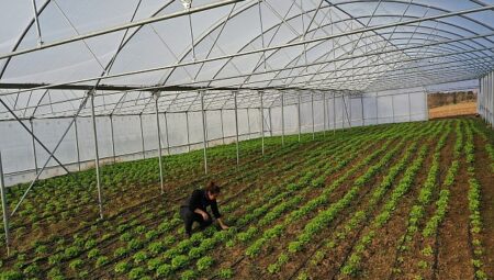 Kocaeli’de seracılık, Büyükşehir’le yaygınlaşıyor