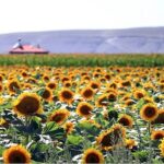 PepsiCo Türkiye, Dünya Çiftçiler Günü’nü Çiftçilerle Birlikte Tarımın Geleceğini İnşa Ederek Kutluyor