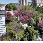 Sakuralar İçin Japonya’ya Gitmenize Gerek Yok; Konya’da Sakura Mevsimi Başladı