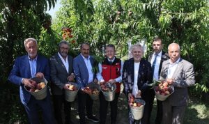 Şeftali ve nektarinde hasat zamanı