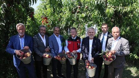 Şeftali ve nektarinde hasat zamanı