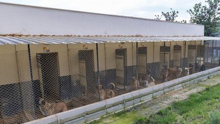 Yenişehir’de patili dostlara 5 yıldızlı hizmet