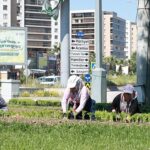 Bu Yaz Osmangazi’de Çiçek Kokuları Eksik Olmayacak