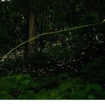‘Doğanın Işıltısı’,   7 Haziran Pazar Saat 20.00’de  National Geographic WILD Ekranlarında İzleyicilerle Buluşuyor!