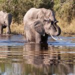 ‘Afrika’nın Gizemli Nehri’,   1 Ağustos Cumartesi Saat 20.00’de  National Geographic WILD Ekranlarında İzleyicilerle Buluşuyor!