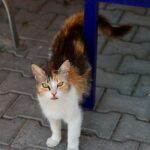 Buca’da 7 ayda 153 sokak hayvanı sahiplendirildi