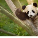 İzleyicileri Eğlenceli Bir Yolculuğa Çıkaracak  ‘Panda Akademisi’,   2 Ağustos Pazar Saat 20.00’de  National Geographic WILD Ekranlarında Başlıyor!