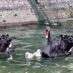 Kuğulu Park Ailesi Büyüdü