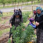 Toprakta hayat, sofrada bereket: Mahalle Bostanları’nda yaz hasadı