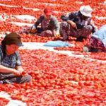 Torbalı’nın kuru domates emekçileri yalnız bırakılmadı