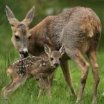 ‘Yeni Vahşi Nesil: Hayata İlk Adım’, 30 Ağustos Pazar Saat 20.00’de National Geographic WILD’da!