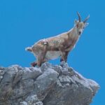 4 Bölümlük   ‘Almanya’nın Büyülü Dağları’,   5 ve 12 Eylül Cumartesi Saat 21.00’de İki Bölüm Art Arda National Geographic WILD Ekranlarında!