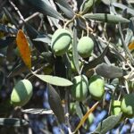 Gemlik’te Zeytin Ağacı 1500 Yıldır Meyve Veriyor