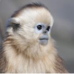 İzleyicileri Masalsı Bir Dünyaya Götürecek Olan   ‘Çin’in Gizli Krallıkları Özel’,   15 Eylül Salı Saat 20.00’de İlk Bölümüyle National Geographic WILD Ekranlarında!