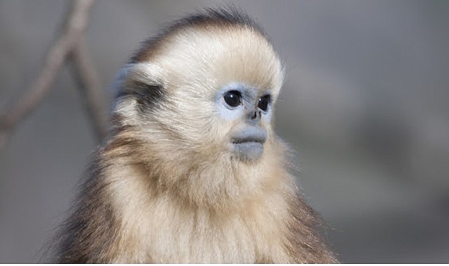 İzleyicileri Masalsı Bir Dünyaya Götürecek Olan   ‘Çin’in Gizli Krallıkları Özel’,   15 Eylül Salı Saat 20.00’de İlk Bölümüyle National Geographic WILD Ekranlarında!