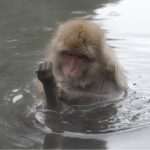‘Japonya’nın Vahşi Dünyası’,   8 Eylül Salı Saat 20.00’de İki Bölüm Art Arda National Geographic WILD Ekranlarında!