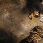 ‘Safarinin Gizli Dünyası’,   6 Eylül Pazar Saat 20.00’de İki Bölüm Art Arda National Geographic WILD Ekranlarında!