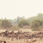 Sinematik Görselliğiyle Büyüleyecek Olan   ‘Vahşi Doğanın Tozu’, 27 Eylül Pazar Saat 20.00’de   National Geographic WILD Ekranlarında İzleyicilerle Buluşuyor!