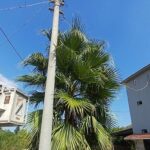 Kemer’de budama çalışmaları