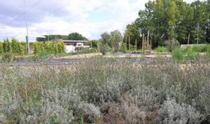 Tarladan Türkiye’ye Ormanya imzası